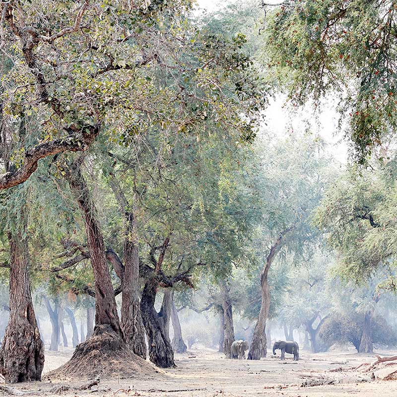 Artwork by Caroline Gibello